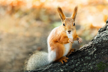 A red squirrel sits on the root of a large tree and looking ahead. Shallow depth of field. blurred background.