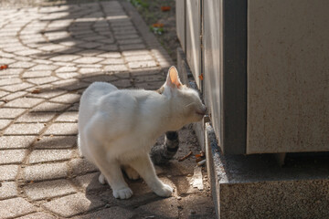 A white cat with black spots sniffs near a wall while standing on a sunlit paved path. The...