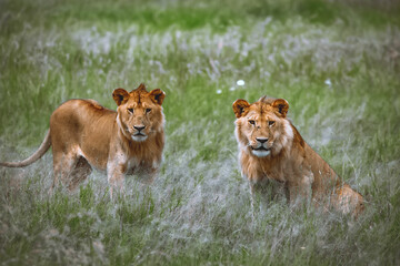 Young male Lions