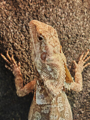 The frilled lizard (Chlamydosaurus kingii), the frillneck lizard, the frill-necked lizard, and the...