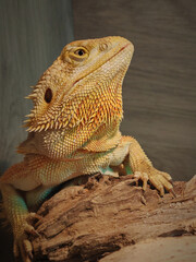 The central bearded dragon (Pogona vitticeps), also known as the inland bearded dragon