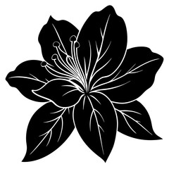 black and white flower isolated