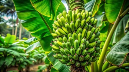 Fototapeta premium Lush green plantain tree with vibrant leaves and ripe fruit against a clear blue sky backdrop