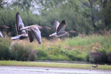 A view of a Greylag Goose at Slimbridge Nature Reserve