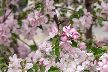 Sparrow sitting on a branch of a blossoming apple tree or cherry sakura.