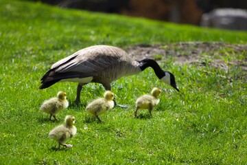 Geese and their mother