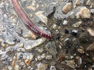 worm on the concrete in the rain