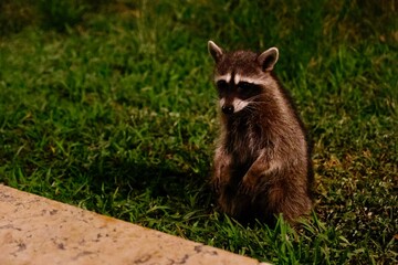 Raccoon Sitting Upright