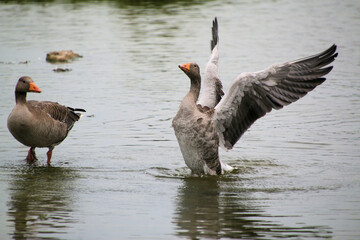 A view of a Greylag Goose in the water