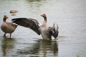 A view of a Greylag Goose in the water