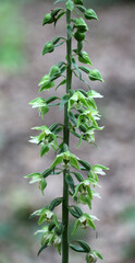 The rare orchid plant Epipactis purpurata grows in the wild