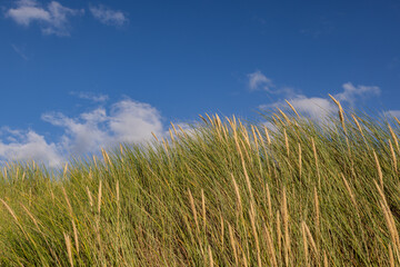 Fototapeta premium Marram grass growing beneath a blue sky