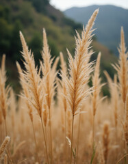 Fototapeta premium Golden agricultural field