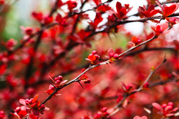 The beauty of plants from my garden.