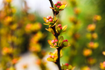 The beauty of plants from my garden.