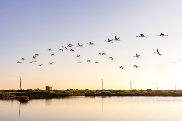 Flamingos at Sunset in the Algarve Salt Pans: Nature and Serenity