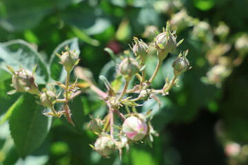 The beauty of plants from my garden.