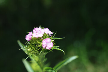 The beauty of plants from my garden.