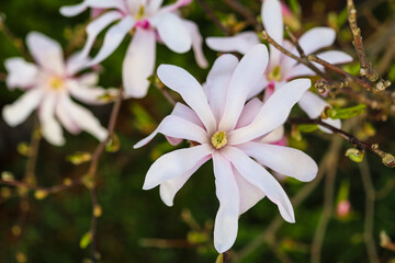 The beauty of plants from my garden.