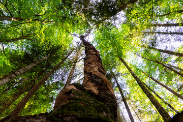 Fototapeta premium Majestic Forest of Bavaria: A Glimpse into Nature's Sanctuary and Its Role in Combatting Climate Change