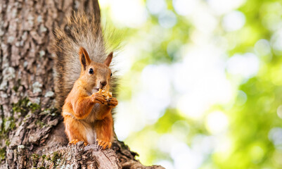 Obraz premium Close-up of a red squirrel sitting on a branch, holding a walnut and eating it. Animal in an autumn park.