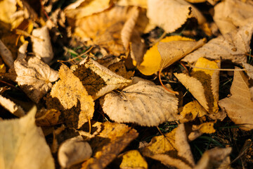 Yellow autumn leaves lying on the ground