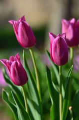 Fototapeta premium pink tulips in the garden