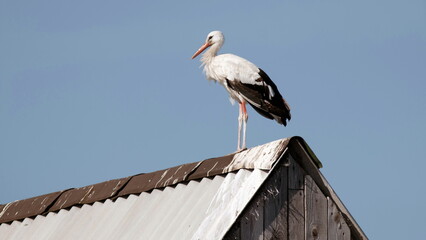white stork in nest