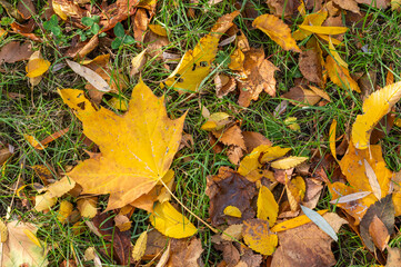 yellow tree leaves on green grass.