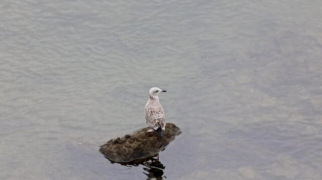 Grey seagull sitting on rock with water backdrop