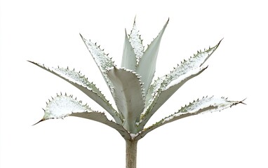 A striking agave plant stands tall with sharp, spiky leaves glistening under bright light in a minimalist studio setting