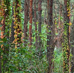Las w jesiennych barwach. 