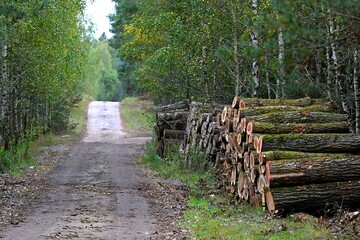 Stos świeżo ściętych kłód drzew liściastych