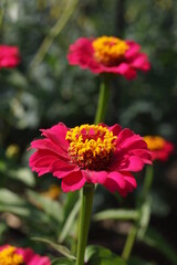 A purple flower of Zinnia Elegans, or Common Zinnia, with yellow centre in a botanical garden