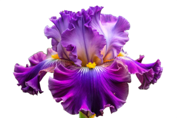 Watercolor clipart of four beefriendly garden flowers Lavender, Thyme, Borage, Sage inviting and beneficial, isolated on transparent background