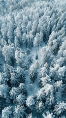 A serene winter landscape in the Taiga region with snow-covered pine trees and tranquil beauty