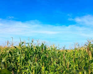 corn field with sky