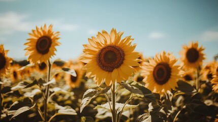 Obraz premium Sunflower field stretching to the horizon under a clear blue sky on a sunny day
