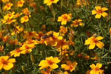 A honeybee pollinating a yellow marigold flower in a botanical garden