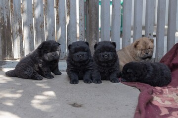 Five fluffy chow chow puppies are gathered on a concrete surface in the sunlight, displaying their distinctive coats and playful expressions. They sit near a wooden fence, enjoying the warmth.