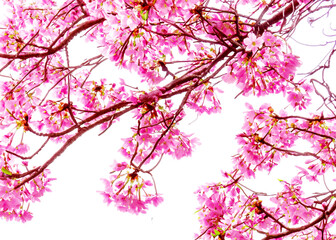 Obraz premium japanese cherry blossom tree sakura flowers over white wallpaper background vreated with generative ai technology