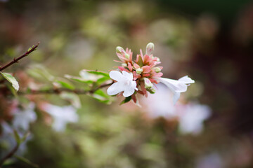 pink cherry blossom