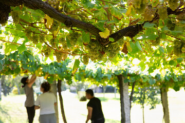 grape harvesters in a vineyard harvesting Rias Baixas albariño wine grapes
