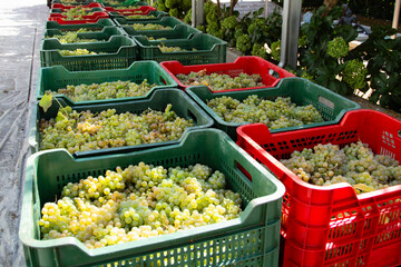 Box with Albariño wine grapes. Albariño wine harvest. Rias Baixas