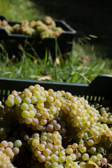 Box with Albariño wine grapes. Albariño wine harvest. Rias Baixas