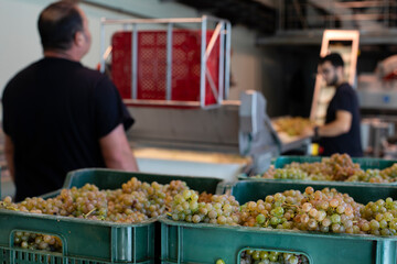 Box with Albariño wine grapes. Albariño wine harvest. Rias Baixas