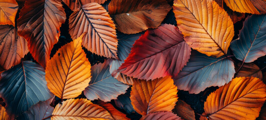 Fototapeta premium Vibrant close-up of colorful autumn leaves in various shades of red and orange. Concept of autumn foliage, seasonal change, natural beauty, fall landscape. Background, banner. Copy space