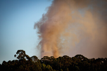Fototapeta premium Column and smoke from a forest fire in a forest in Galicia