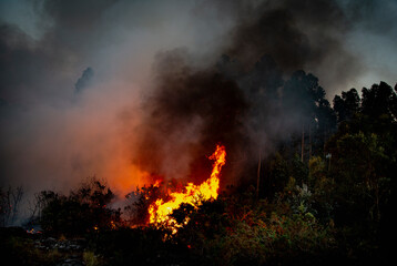 Forest burning at night, forest fire