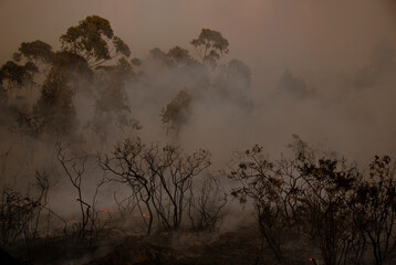 Forest burning at night, forest fire